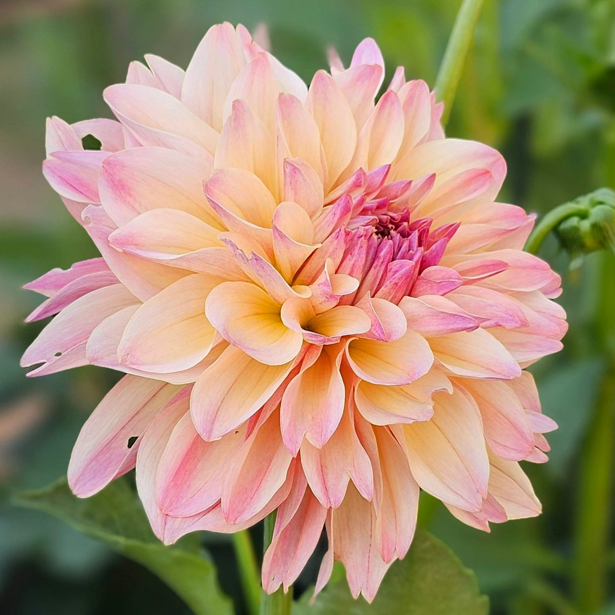 Roga dahlia: close-up of a bloom with layered peach, pink, and cream petals in the garden
