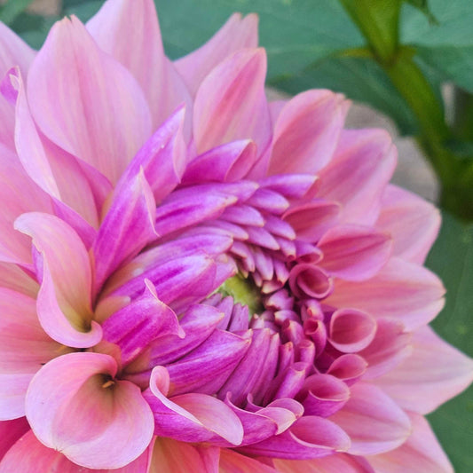 A close-up of a blooming pink dahlia flower with layered petals in shades of light pink and magenta, surrounded by green leaves.