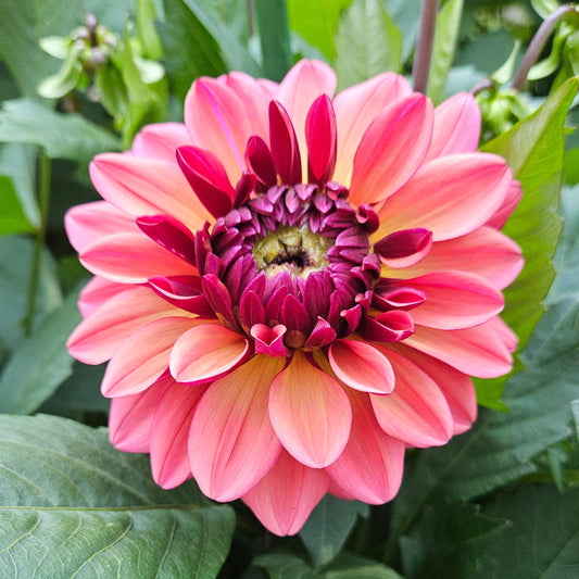 A close-up of a pink dahlia flower with a deep magenta center, surrounded by green leaves in a garden setting.