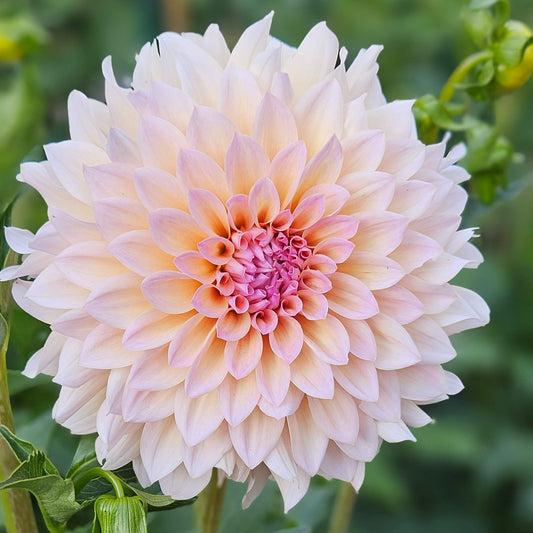 DL's The Special dahlia: ivory, cream, and soft mauve informal decorative bloom
