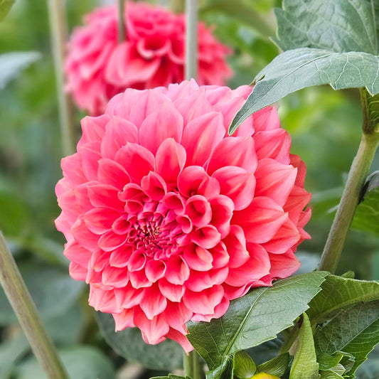 RM Pink Sugar dahlia: close-up of a vibrant pink bloom in full flower with green leaves