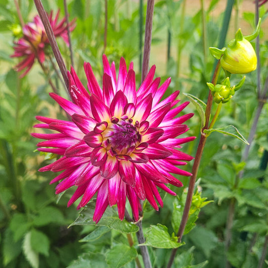 AC Lindsay dahlia: dark blend miniature cactus bloom with pointed petals
