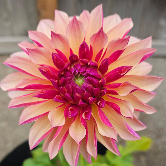 River's Elizabeth dahlia: close-up of a stellar bloom with layered pink, peach, and deep magenta petals