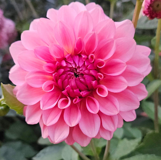 Levi's Dreamwalk dahlia: bright pink informal decorative bloom with green foliage