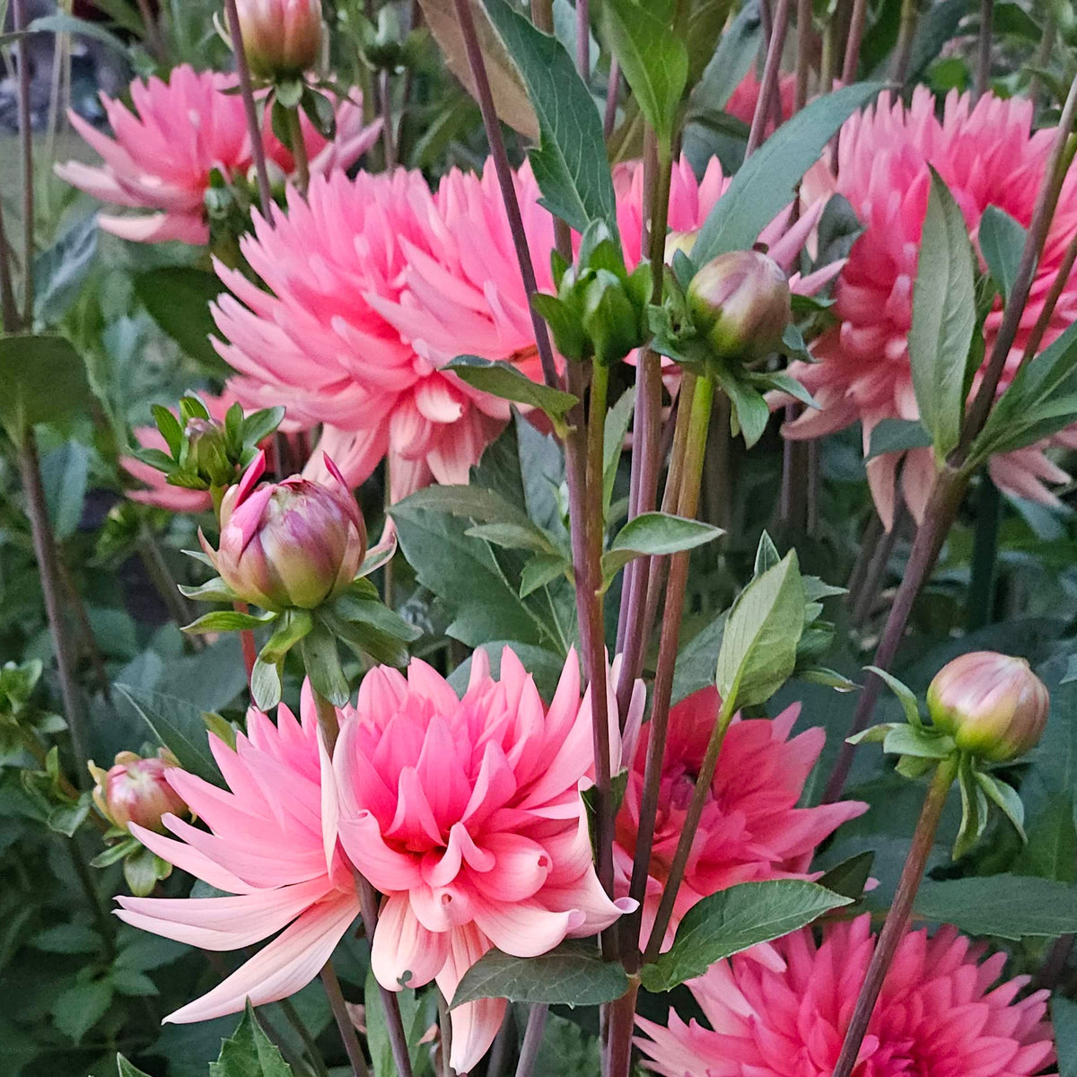 Pink dahlia flowers with green leaves growing in a garden setting.
