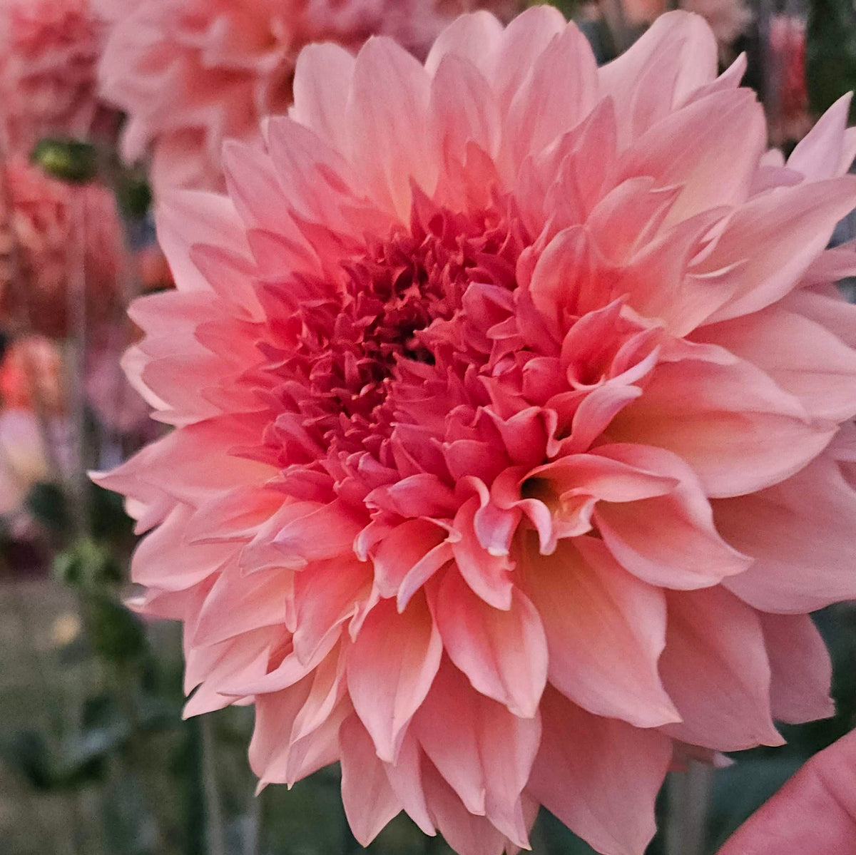 Lee's Fluffy Buffy dahlia: close-up of a peach bloom with green foliage