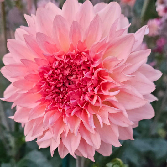 Lee's Fluffy Buffy dahlia: soft peach informal decorative bloom with fluffy, curled petals