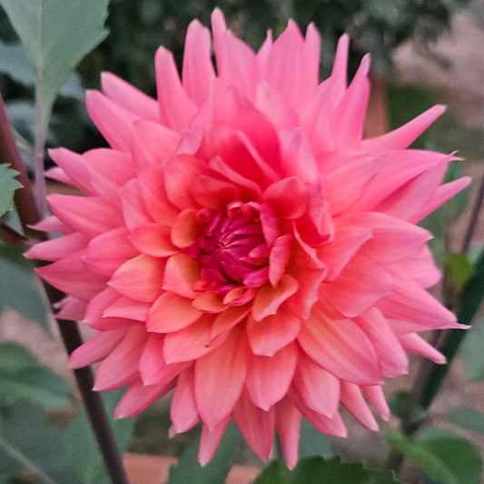 Florelie Seastar dahlia: coral and orange informal decorative bloom with narrow, relaxed petals