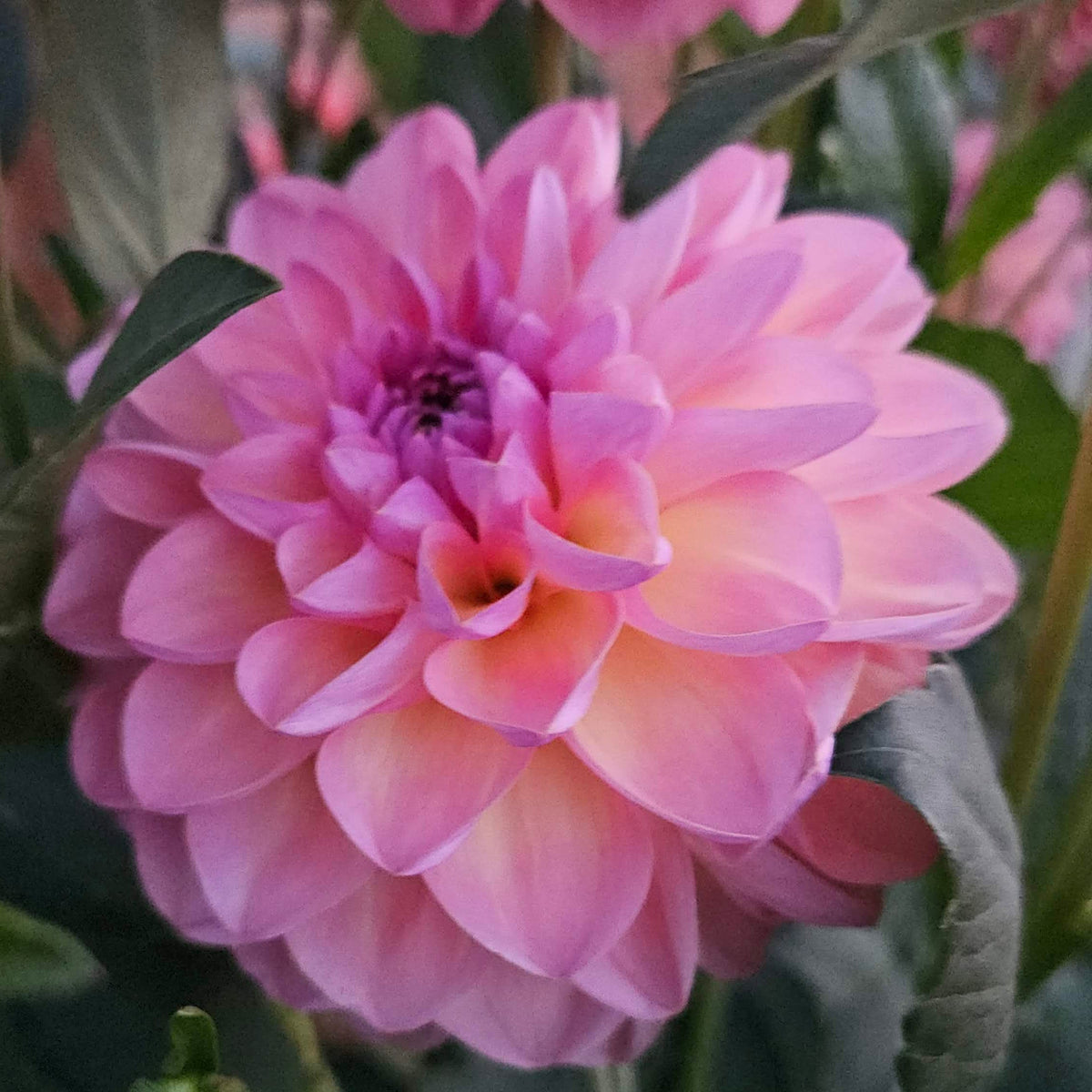 A close-up photograph of a blooming pink dahlia flower with layered petals and dark green leaves.