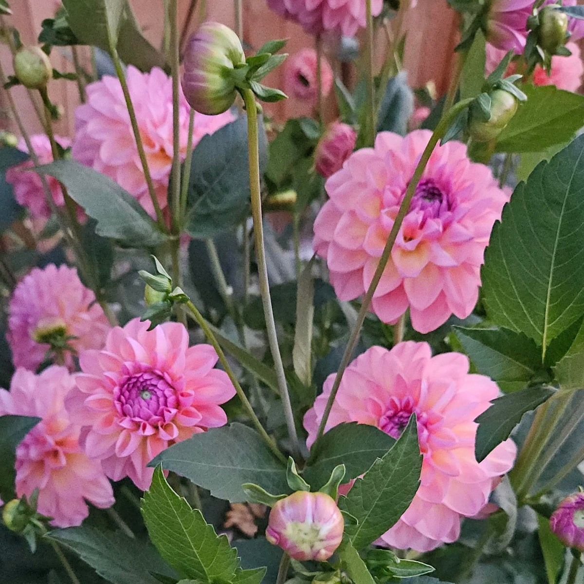 Pink dahlia flowers with green leaves and buds growing in a garden setting.