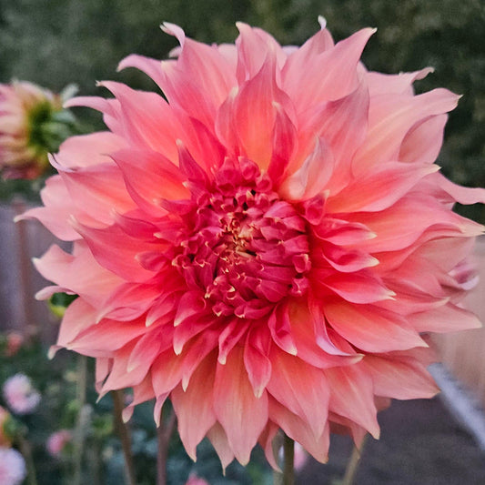 A close-up of a large pink dahlia flower in bloom, photographed outdoors in a garden with blurred green foliage and dark soil in the background.