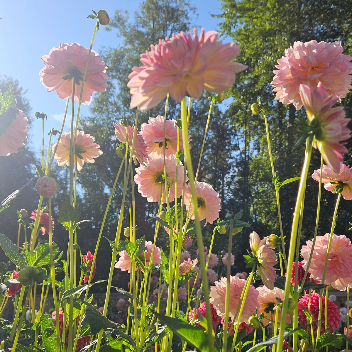 Pink dahlia flowers with green stems and leaves growing in a sunny garden, with blue sky and trees in the background.