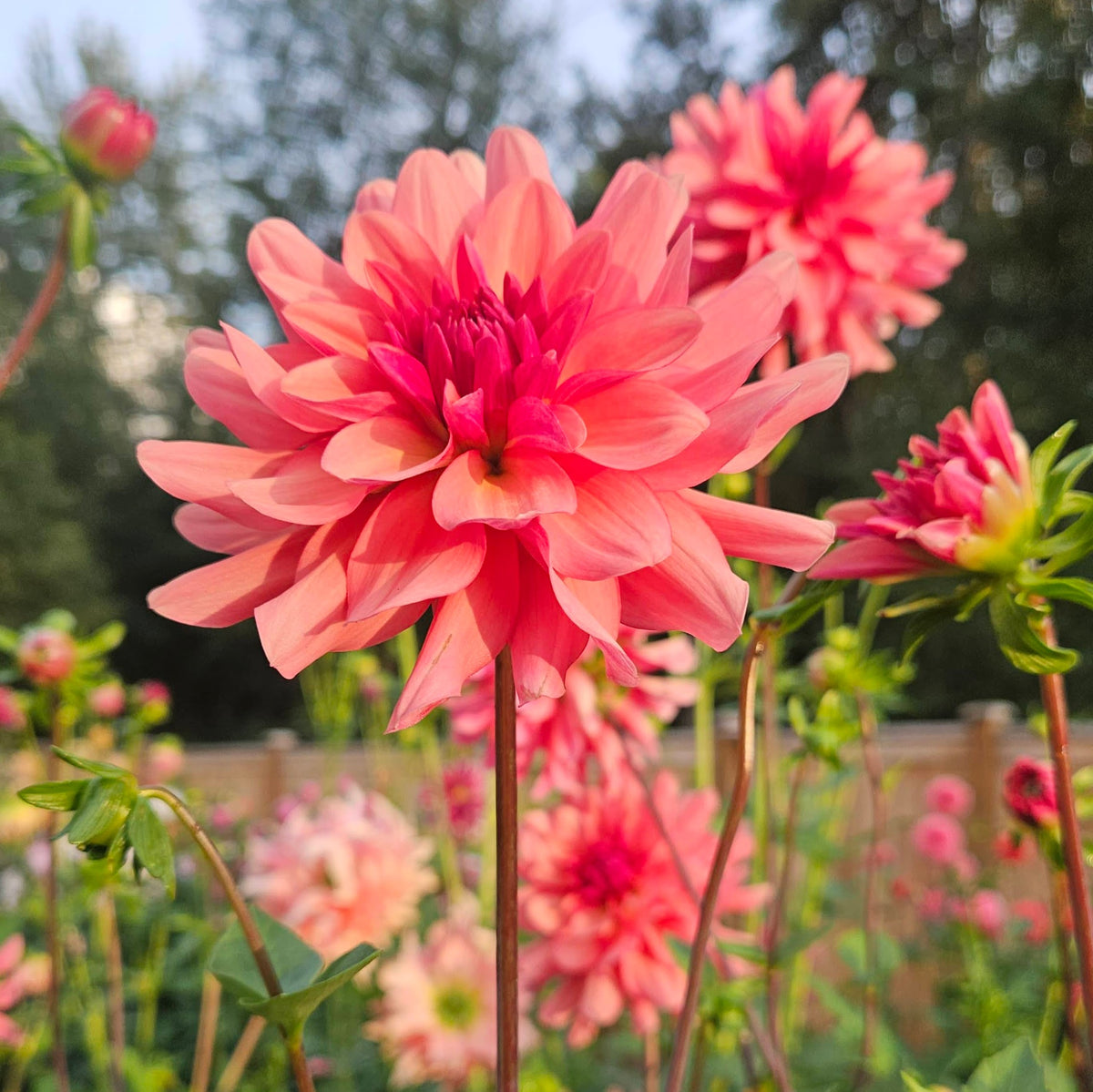 Burfoot Kiki: Terracotta and mauve novelty dahlia with a dark raspberry center