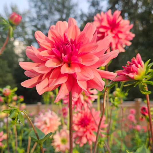 Burfoot Kiki: Terracotta and mauve novelty dahlia with a dark raspberry center