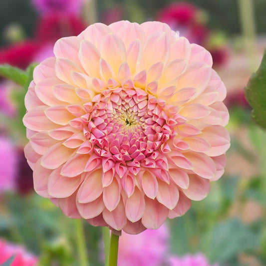 Coorabell Moonglow dahlia: soft pastel formal decorative bloom in cream, peach, and pink