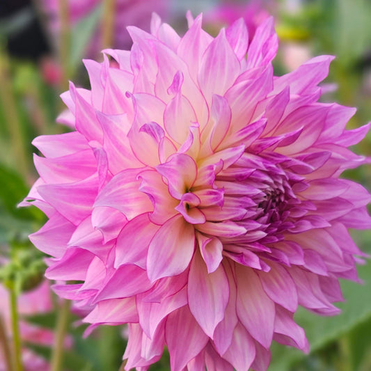 A whole Veca Lucia dahlia in full bloom, an informal decorative flower in light blend colors.