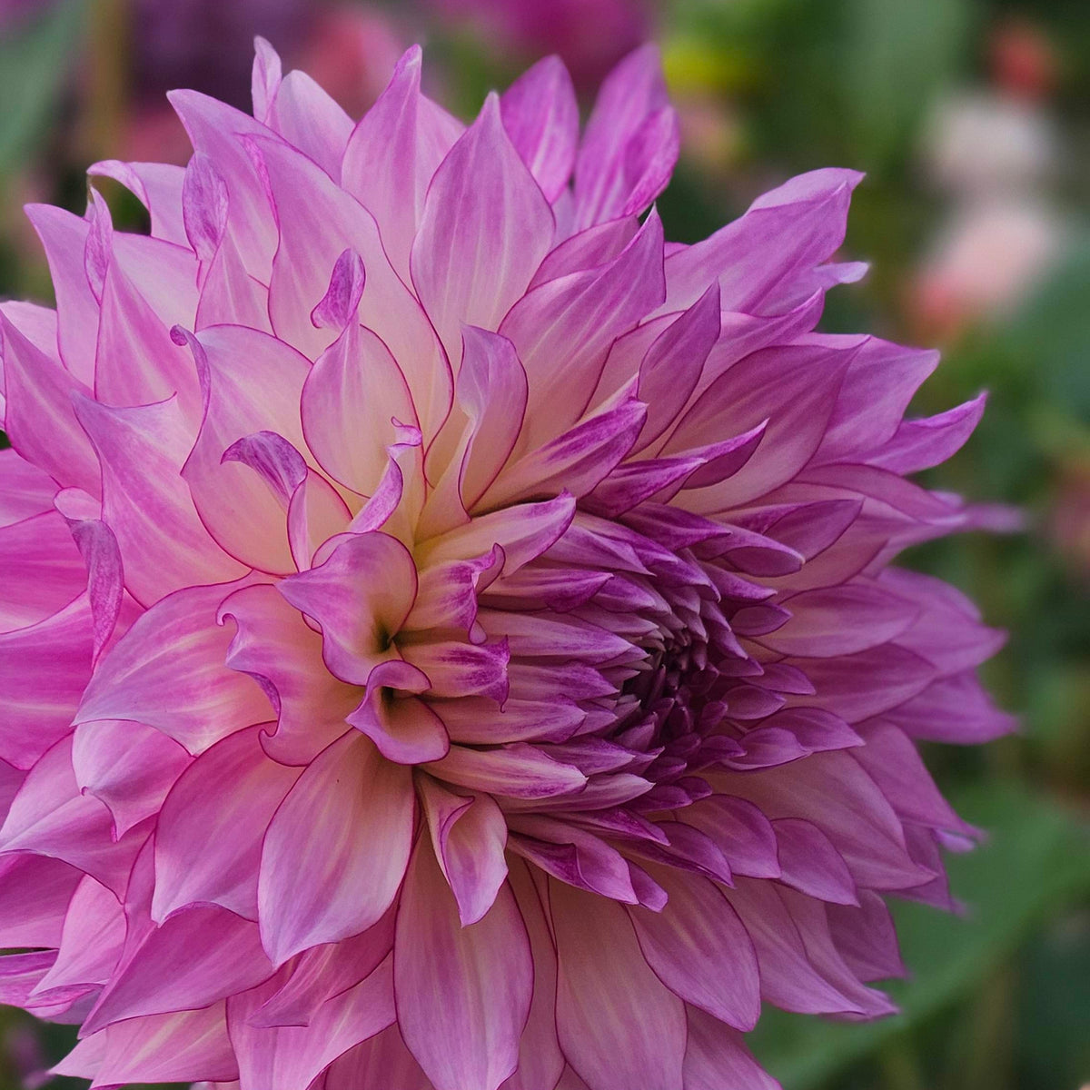 Veca Lucia dahlia flower, an informal decorative bloom in light blend colors.