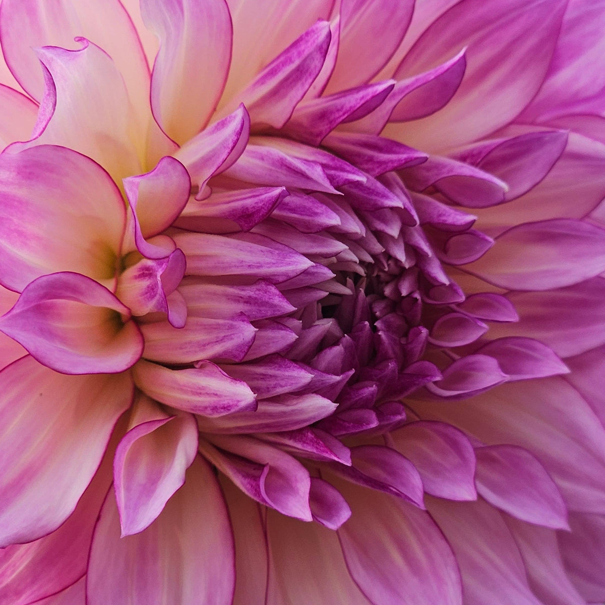 Whole Veca Lucia dahlia bloom in a light blend of colors.