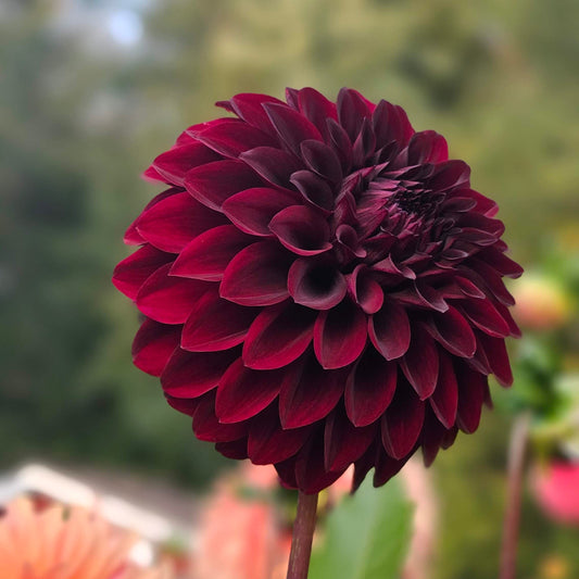 River's Dark Chocolate dahlia: close-up of a dark burgundy bloom with green leaves and a soft garden background