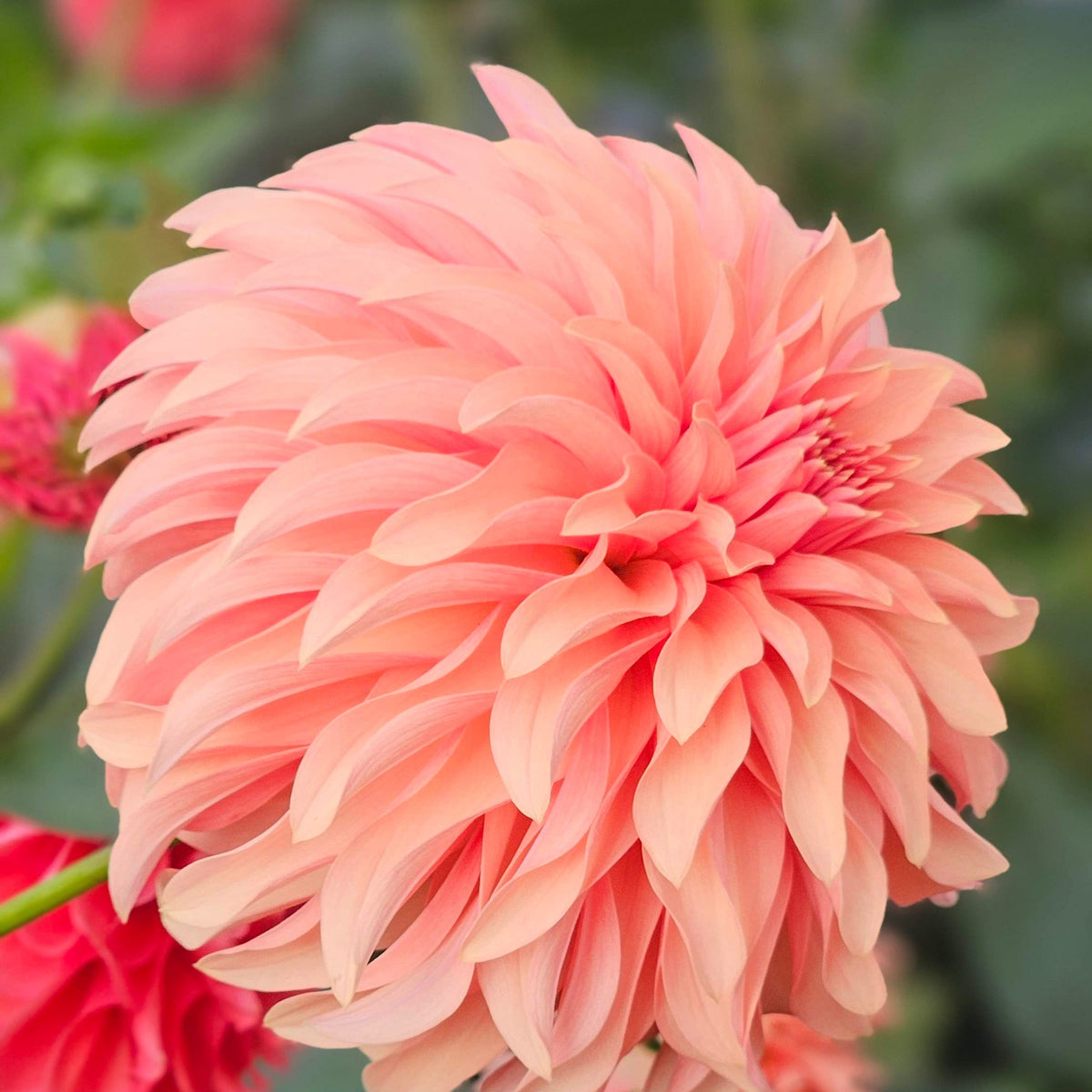 A close-up of a large coral pink dahlia flower with layered petals, set against a soft blurred green garden background with other flowers partially visible.