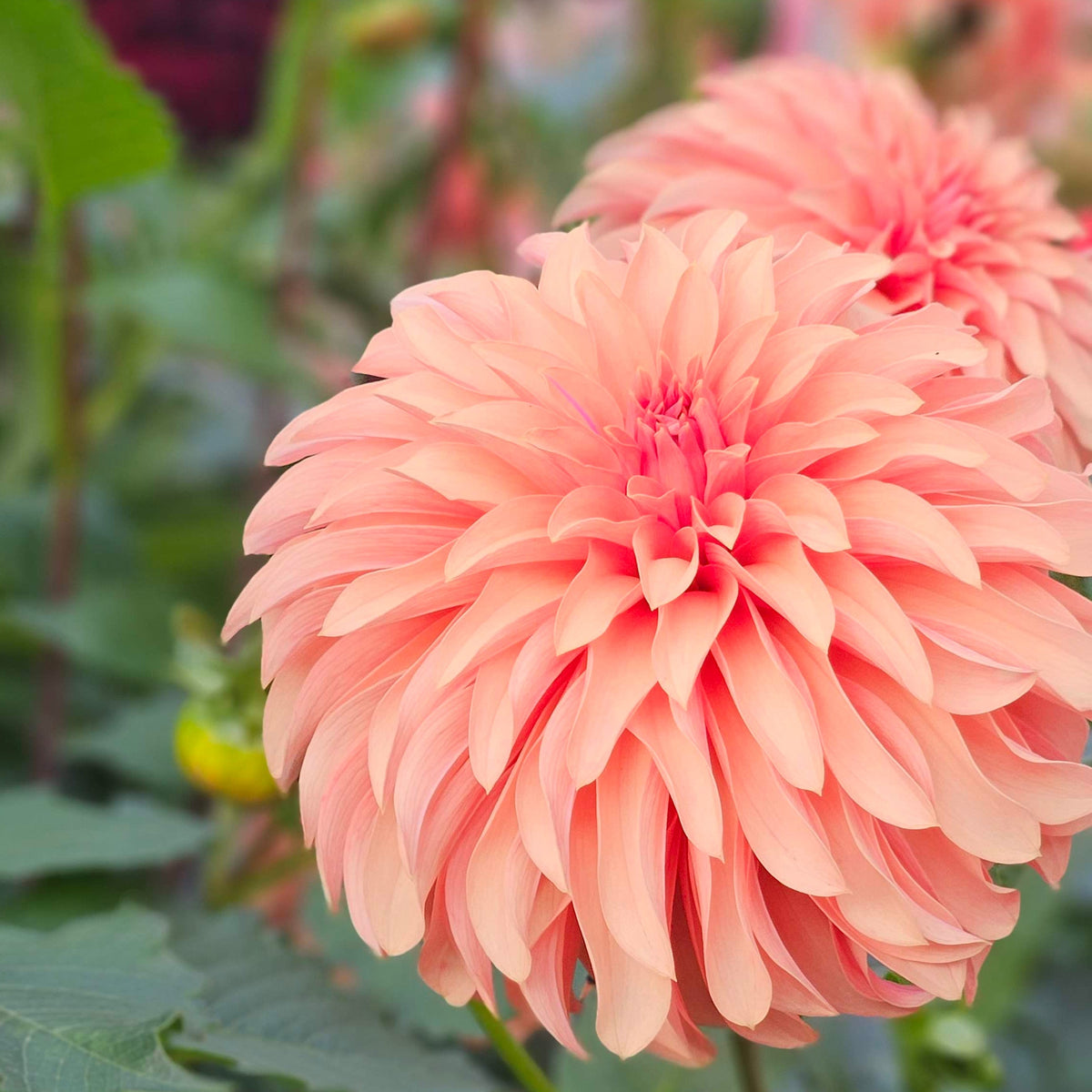 A close-up of a large peach-pink dahlia flower in full bloom, with another flower blurred in the background and green foliage around it.