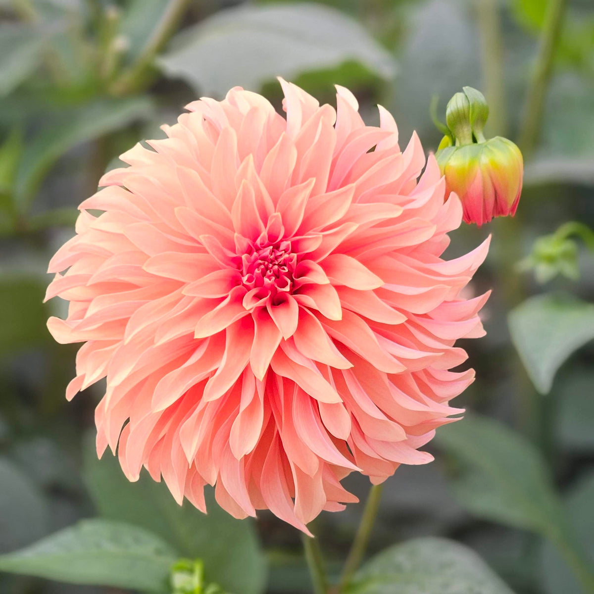 A close-up of a large peach-pink dahlia flower in full bloom, with a small unopened bud and green foliage blurred in the background.