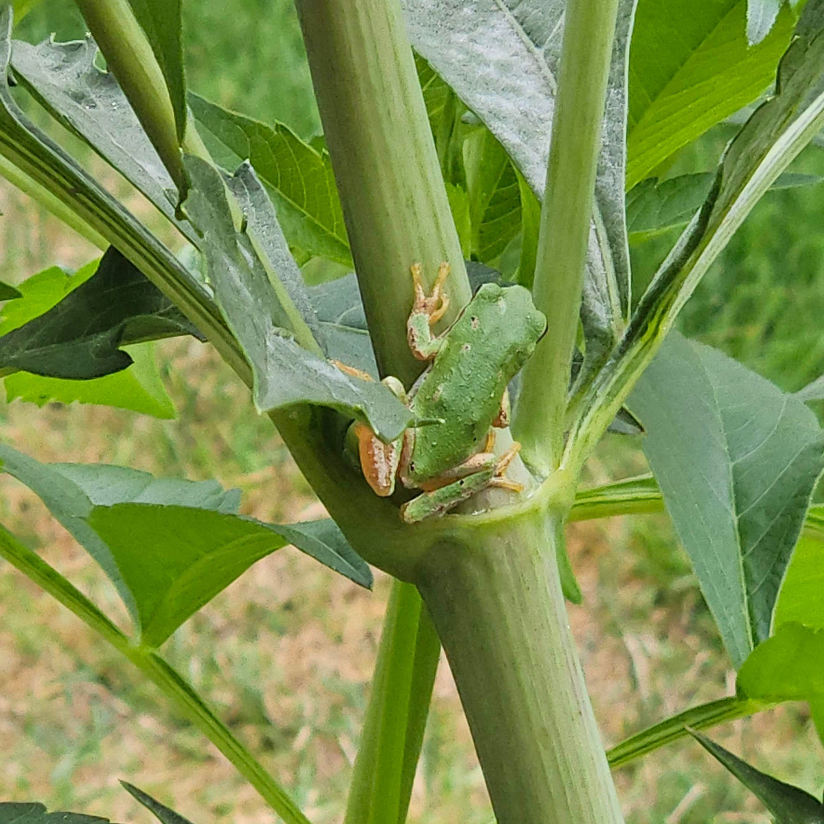 A frog sitting in the garden at Random Acts of Dahlias, placeholder until a My Forever dahlia photo is available