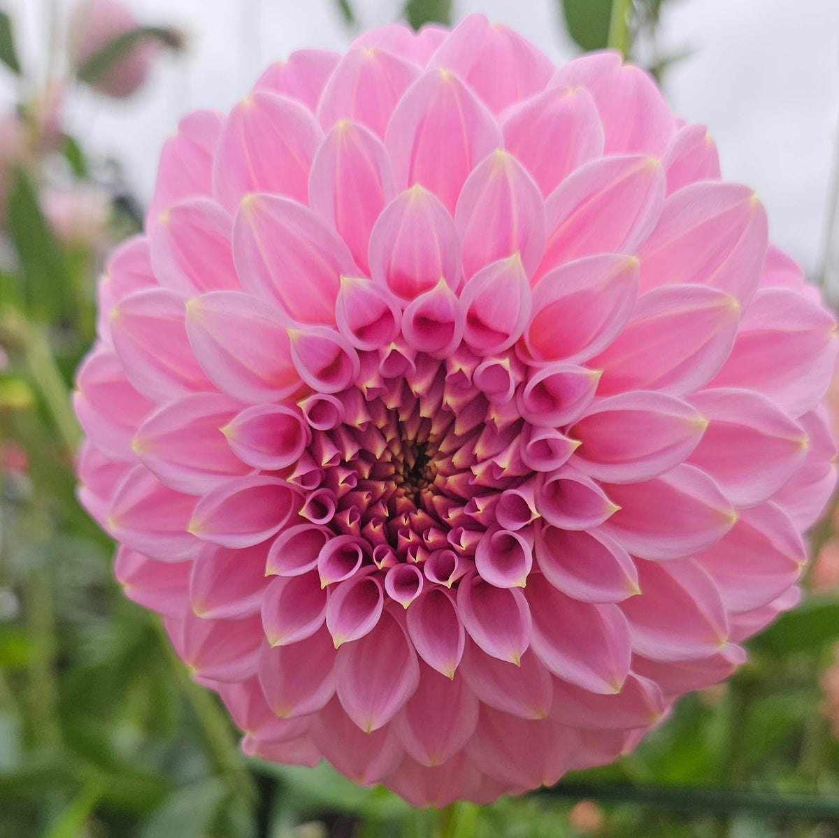 Araluen Leatrice: Pink formal decorative dahlia in bloom