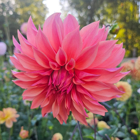 Carlos Watermelon dahlia: watermelon and coral pink informal decorative bloom with wavy, pointed petals