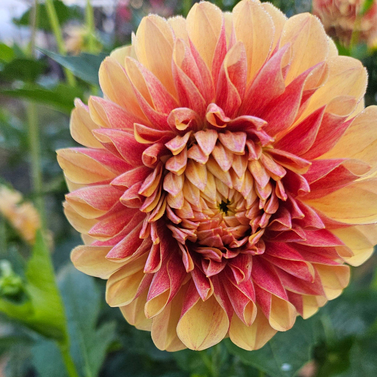 A close-up of a large dahlia flower with layered petals in yellow fading to red-orange, with green foliage and a hand holding a plant tag that reads 'Lee's goldenraspberry'.