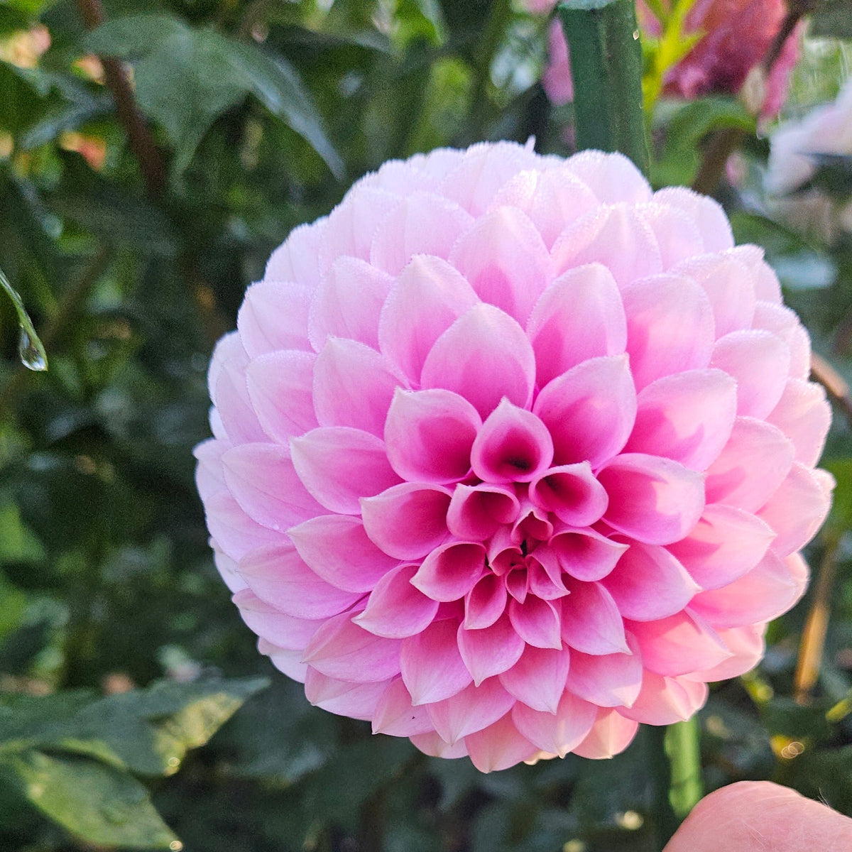 Levi's Confessor dahlia: pink bloom with a hand holding a handwritten plant label reading Levi's Confessor