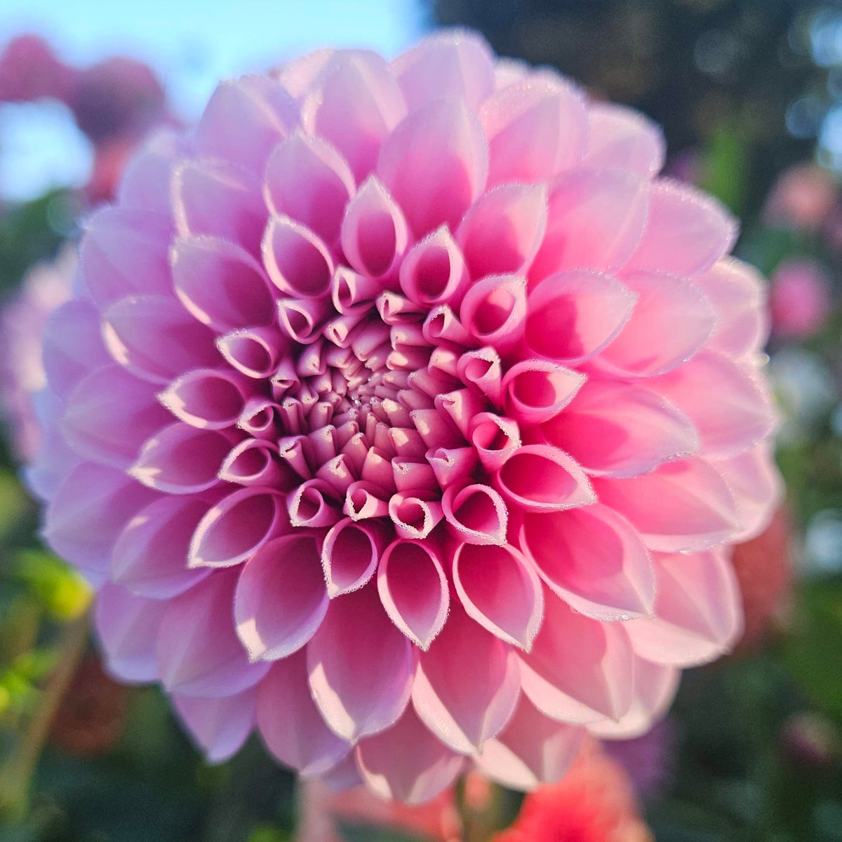 Levi's Confessor dahlia: close-up of a pink formal decorative bloom with green foliage behind