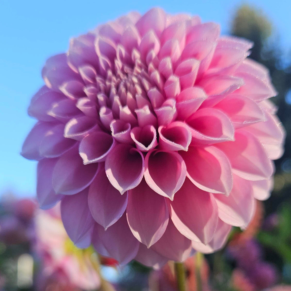 Levi's Confessor dahlia: pink bloom in full flower against a bright blue sky