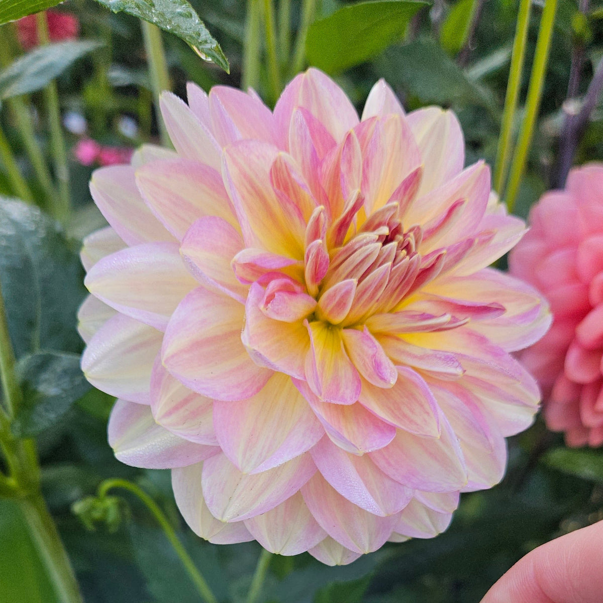 A close-up of a pink and cream dahlia flower in bloom with a hand holding a white handwritten label that reads 'Hapet Old Charm' against a background of green garden foliage.