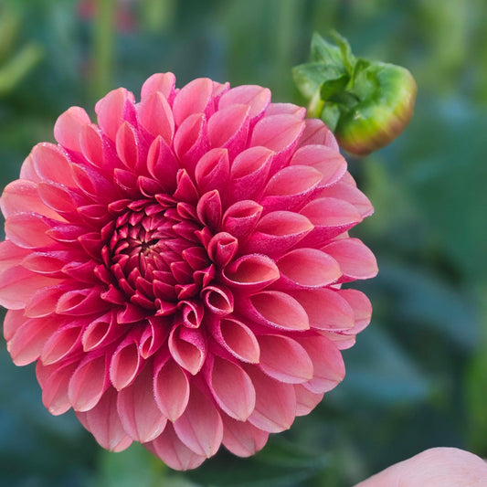 Levi's Blood Moon dahlia: close-up of a pink bloom with a hand holding a handwritten plant label