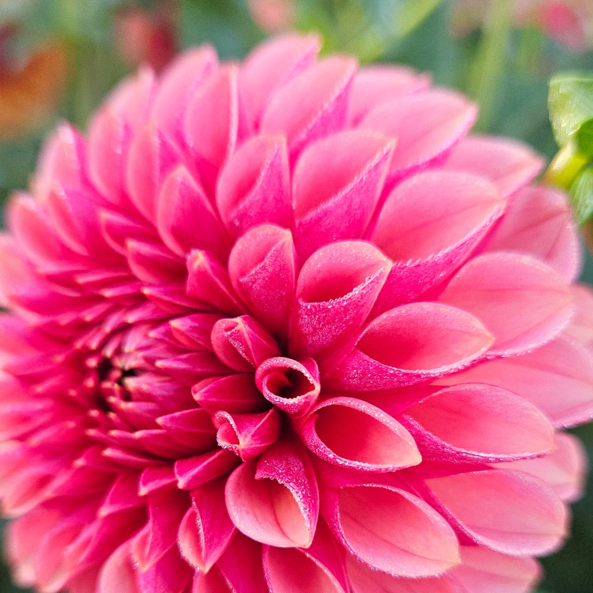 Levi's Blood Moon dahlia: close-up of a pink formal decorative bloom against a soft green garden background