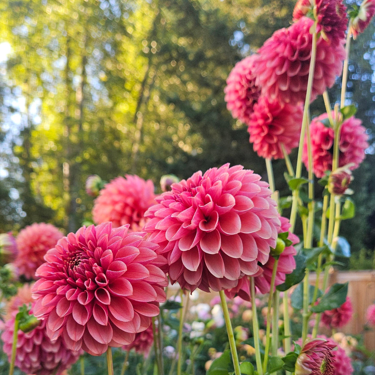 Levi's Blood Moon dahlia: pink and peach blooms with green foliage in a sunny garden