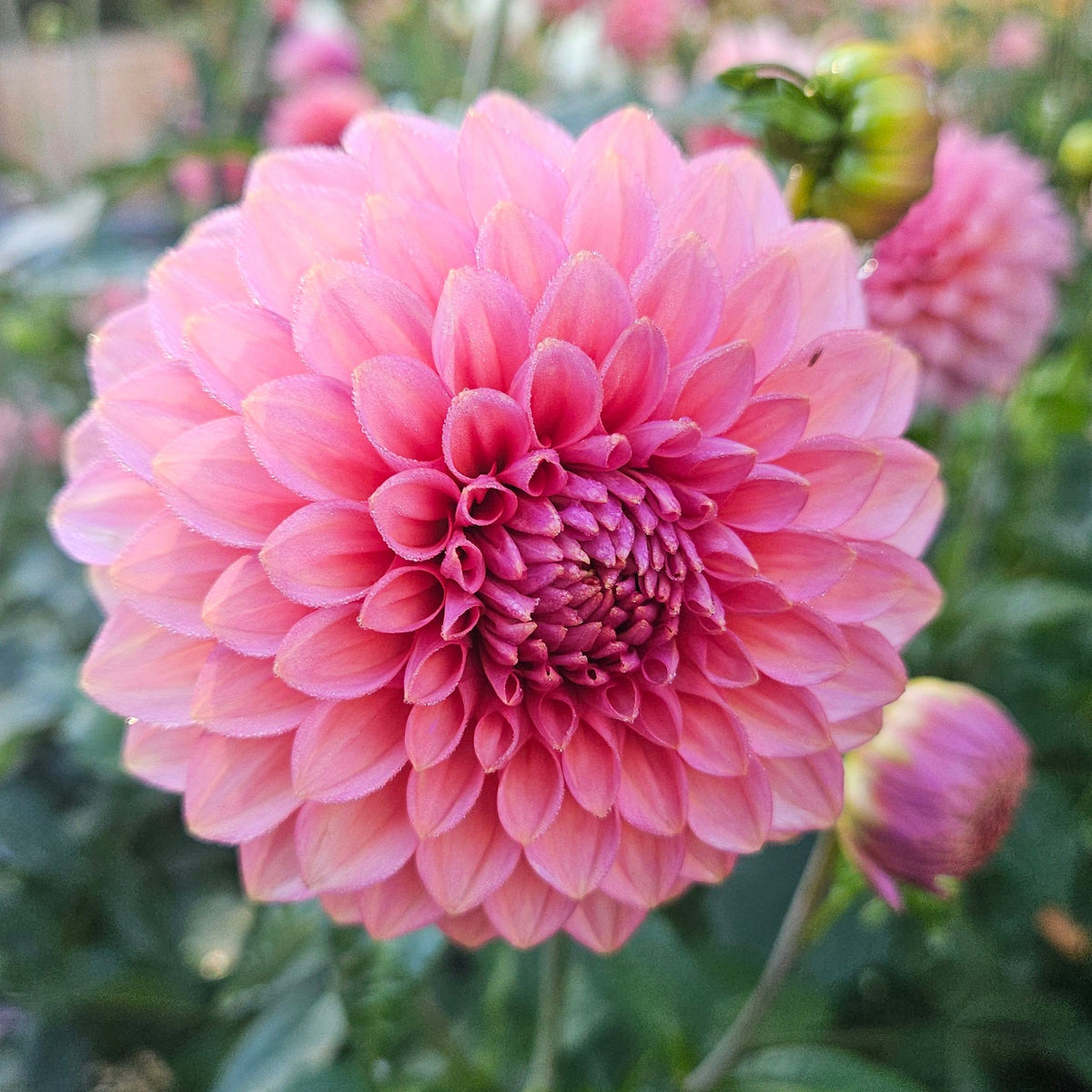 A close-up of a pink dahlia flower in full bloom, surrounded by green leaves and other blurred pink flowers in a garden setting.