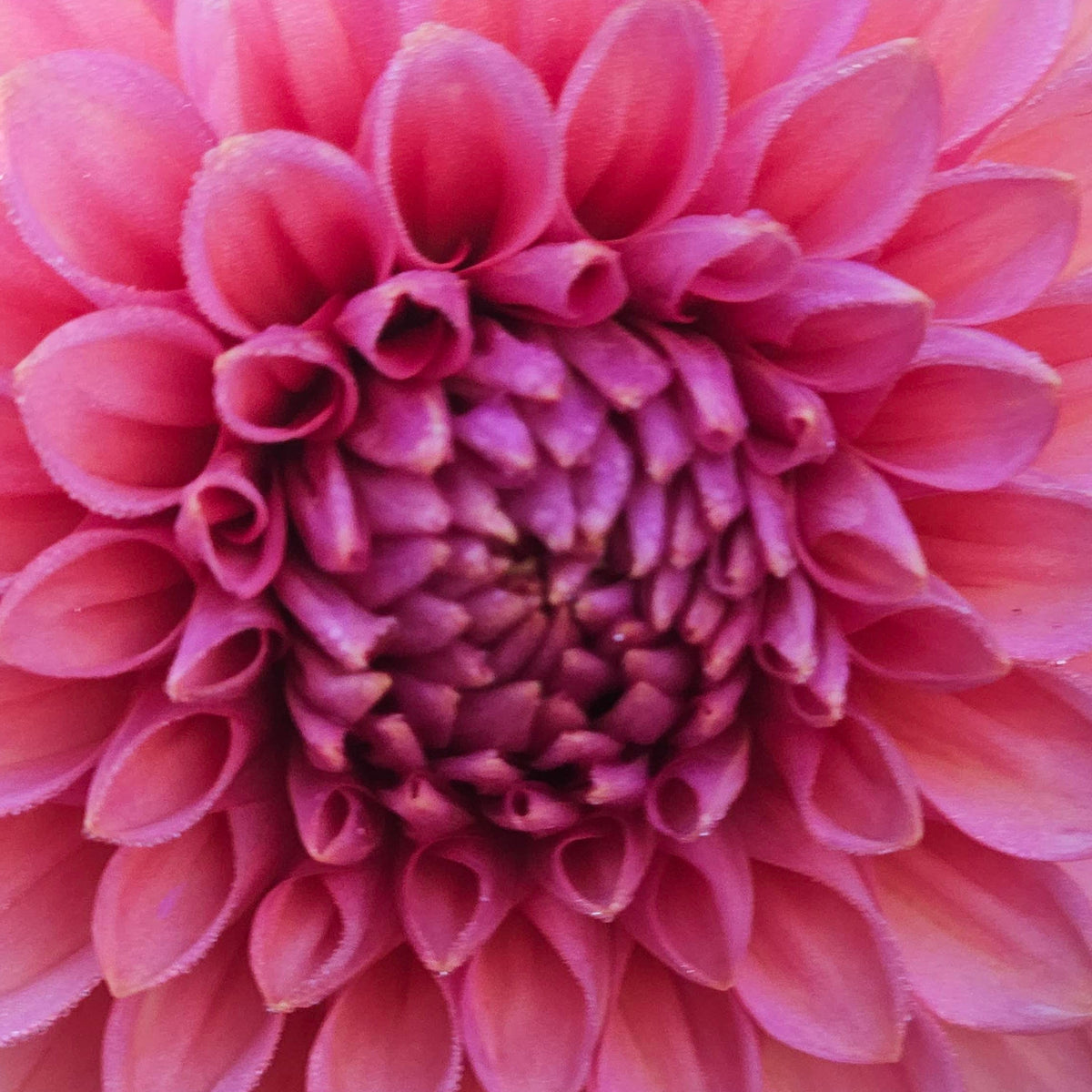 A close-up of a pink dahlia flower with tightly packed petals and a darker magenta center, photographed outdoors with soft green foliage blurred in the background.