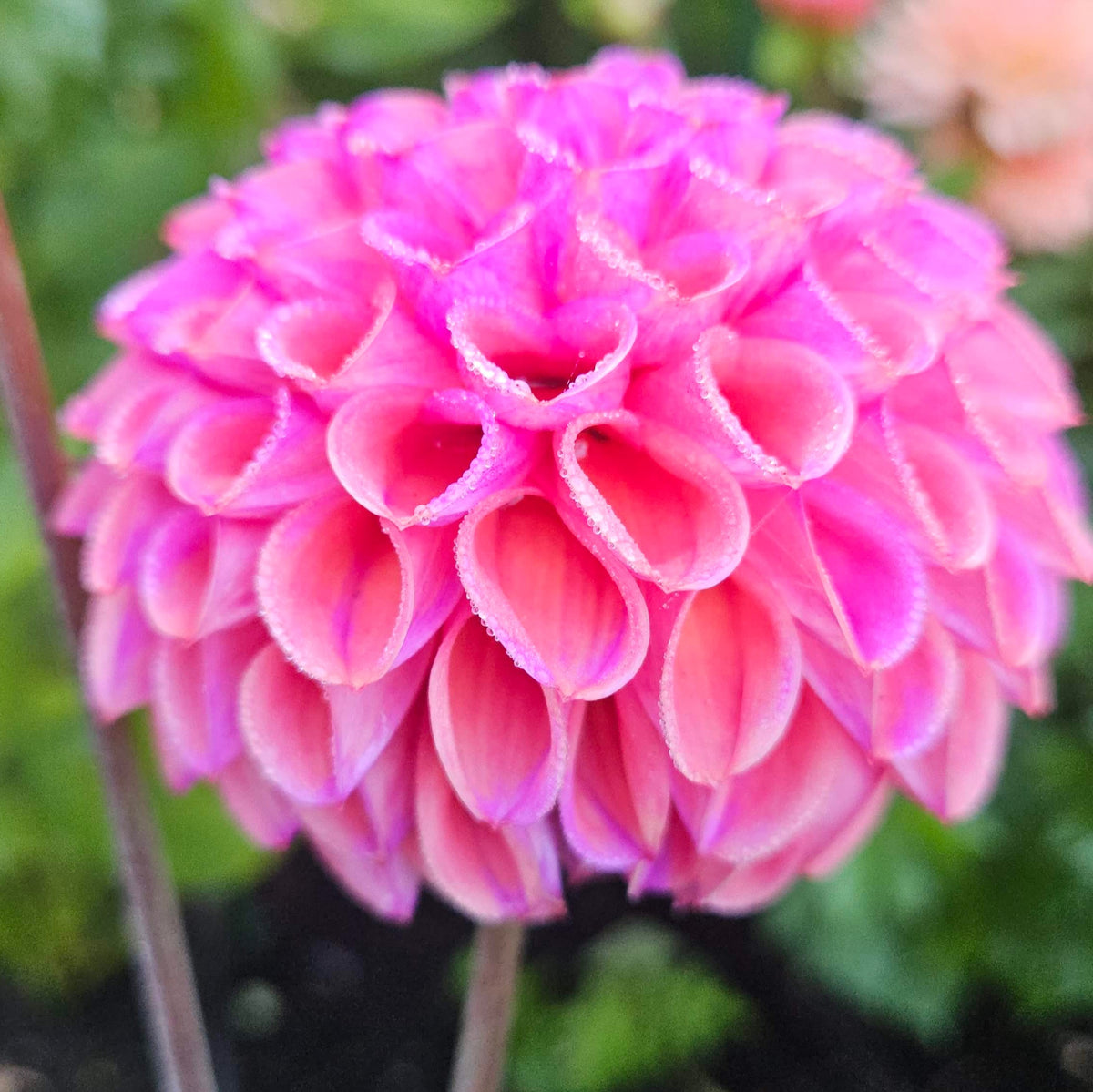 Hapet Coppery dahlia with dark foliage