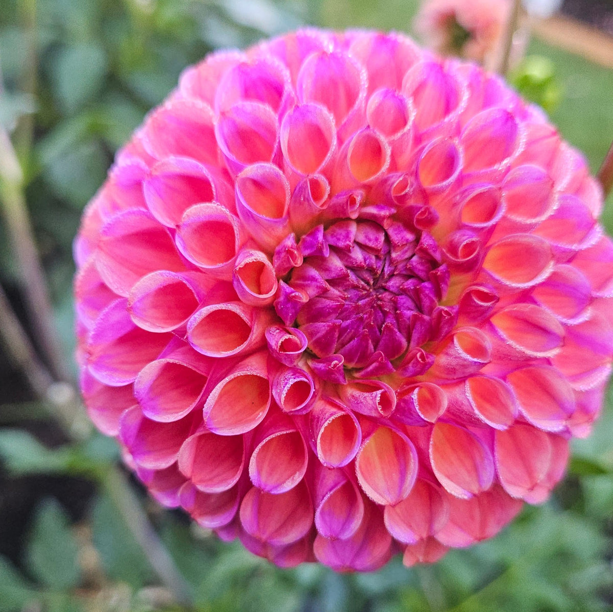 Hapet Coppery ball dahlia in glowing dark pink