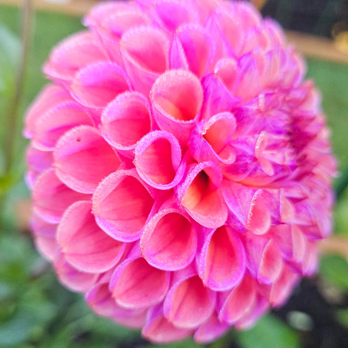 Hapet Coppery dahlia bloom close-up