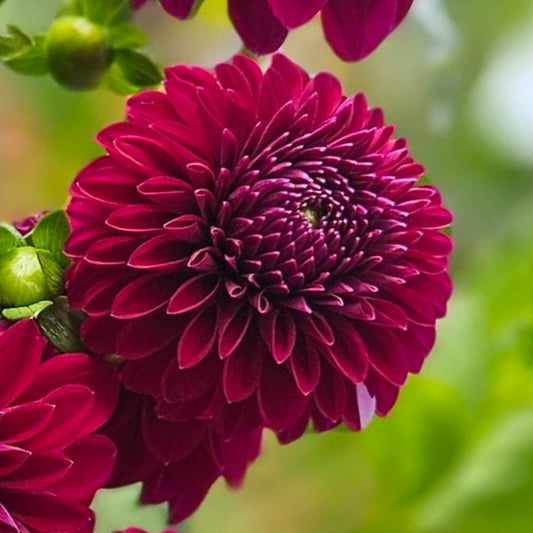 A close-up of a deep burgundy dahlia flower in full bloom, with other matching flowers and green foliage softly blurred in the background.