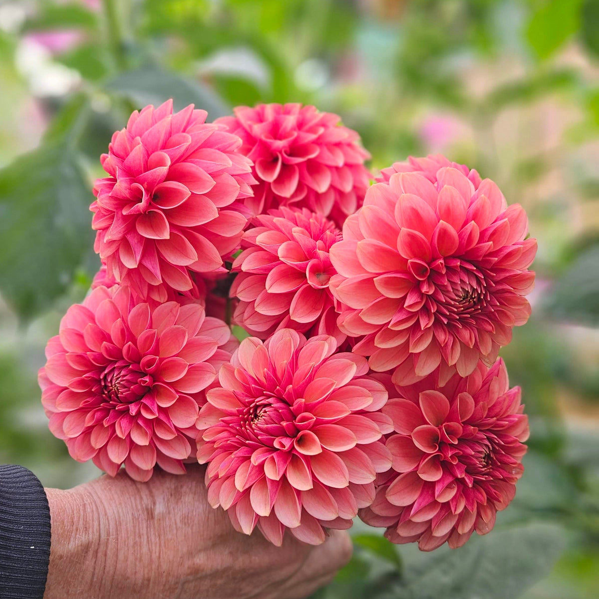 Levi's Blood Moon dahlia: a hand holding a bouquet of pink dahlias in the garden