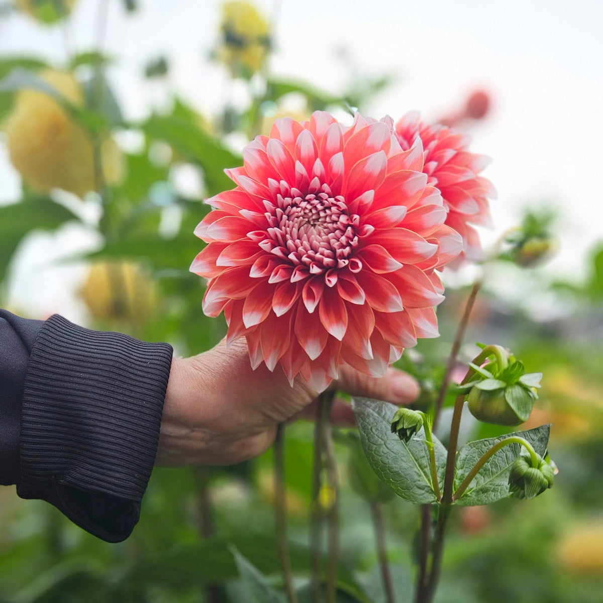 RM Sweet Sebastian dahlia: a hand holding a pink bloom in the garden