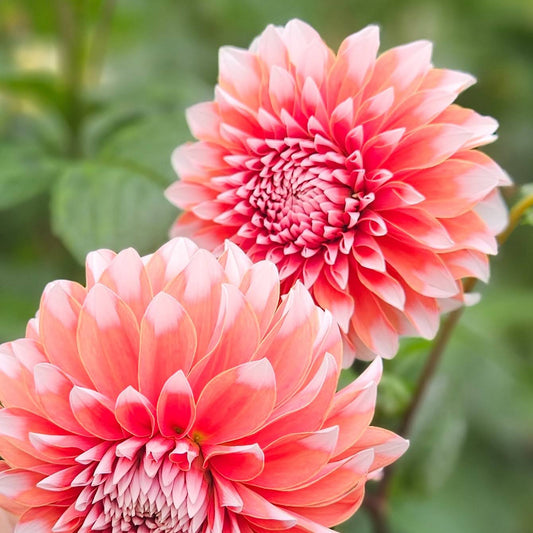 RM Sweet Sebastian dahlia: a bloom in the garden with green leaves