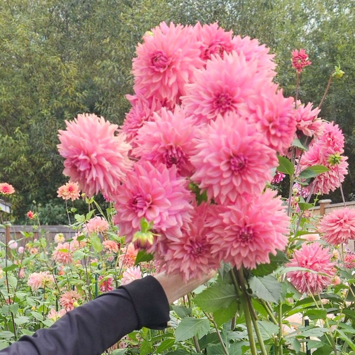 A woman in a black jacket stands in a garden next to a bed of large pink dahlias, reaching toward a cluster of flowers.
