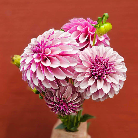 River's Artichoke dahlia: a hand holding a bouquet of dahlias against a terracotta background