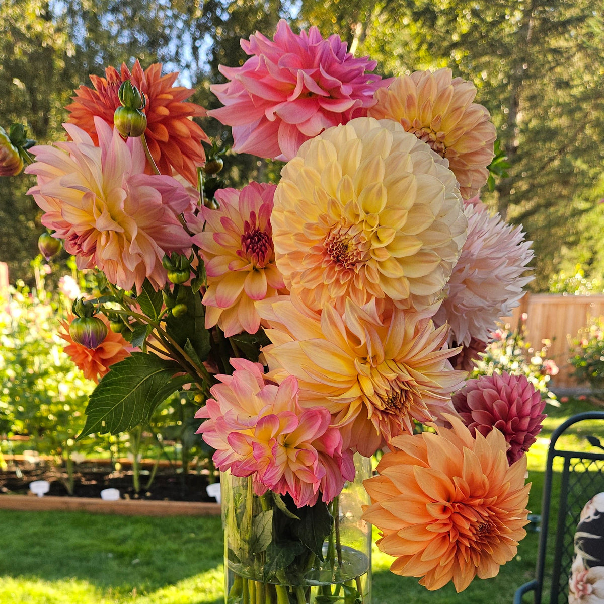 A bouquet of large dahlia flowers in shades of peach, pink, and cream, arranged in a clear glass cylinder vase on a black metal outdoor patio table.
