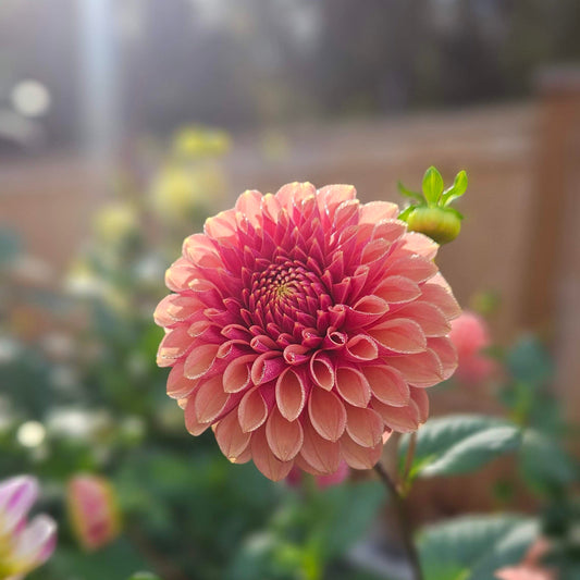 Levi's Sunfire dahlia: close-up of a bloom with green leaves and buds behind it